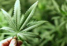 Parlamento holandês aprova o cultivo de maconha