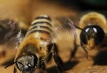 Abelhas são capazes de resolver tarefas e usar ferramentas
