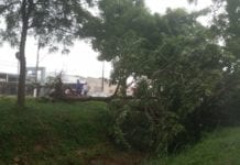 Vendaval derruba árvore e causa transtorno a feirantes em Porto Velho