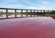 Água de lago australiano fica rosa por conta de fenômeno natural