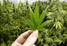 Legalização da maconha não diminuiu tráfico no Uruguai