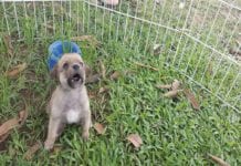 Animais domésticos são doados por ONG em praça de Ji-Paraná, RO
