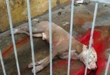 Homem mata cão pit bull a pauladas na capital
