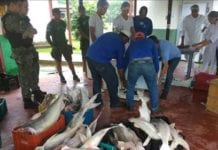 Polícia Ambiental apreende e doa cerca de 300 quilos de peixes