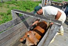 Mais de 450 mil animais devem ser vacinados durante campanha contra a aftosa em Cacoal