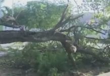 Criança morre atingida por árvore enquanto brincava em praça