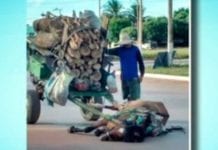 Cavalo não suporta peso de carga, desmaia e dono é detido
