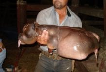 Mutação – Bezerro nasce com cara de cachorro