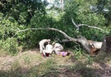 Esmagado – Homem tem pé esmagado ao derrubar árvore em RO