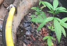Maconha – Jovem é conduzido a delegacia por cultivar maconha em casa