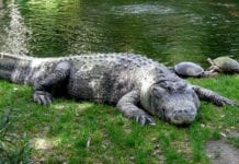 Criminosos invadem zoo, matam jacaré e desaparecem com corpo