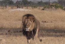 ALERTA – Extinção em massa da terra está acontecendo
