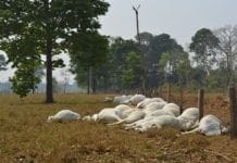 Poste de energia quebra e 52 bois morrem eletrocutados em sítio de RO