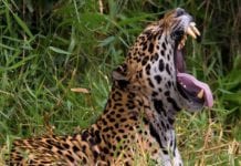 Sitiante é morto por onça na linha Triunfo em Candeias