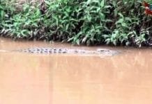 Ataques de crocodilos em Ruanda mataram 7 pessoas em agosto