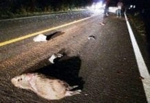 BR-435: Capivaras na pista provocam colisão entre carros