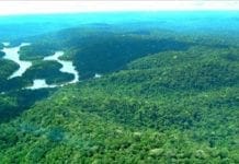 Amazônia registra mais de 200 novas espécies de plantas