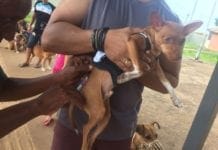 Meta de vacinar 80% dos animais foi alcançada