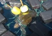 Tartaruga resgatada estava presa a 800 kg de cocaína