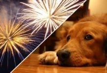 Donos de animais domésticos devem preparar ambiente para a noite de Réveillon