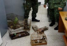 Policia Militar Ambiental apreende arma de fogo e pássaros silvestres em cativeiro irregular