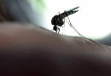 Febre amarela já matou 38 pessoas no Rio de Janeiro em 2018