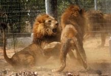 Leões atacam e matam caçador em reserva privada na África do Sul