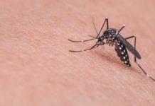 Cientistas caçam vírus da febre amarela