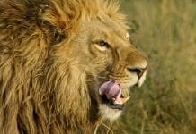 Caçadores são devorados por leões em reserva na África do Sul