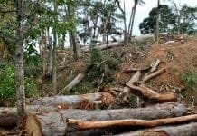 Trabalhador morre durante derrubada de árvores em Rondônia