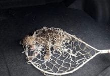 Filhote de jaguatirica é resgatado em avenida de Porto Velho