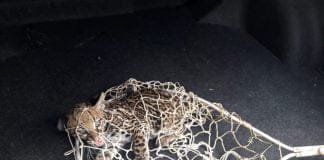 Filhote de jaguatirica é resgatado em avenida de Porto Velho