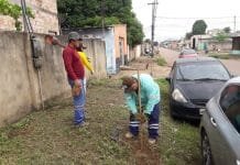 População poderá pedir mudas de árvores para Prefeitura pelo WhatsApp