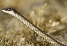 Especialista em cobras documentou a própria morte após ser picado