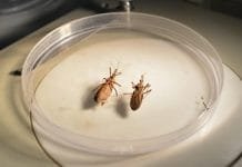 Nova espécie de barbeiro que transmite doença de Chagas é descoberta por pesquisadores da USP em RO