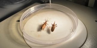 Nova espécie de barbeiro que transmite doença de Chagas é descoberta por pesquisadores da USP em RO