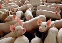 Abate de suínos cresce 6,8% e bate recorde no terceiro trimestre