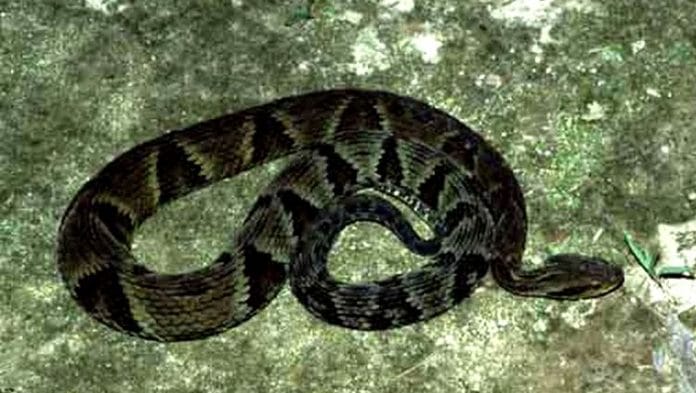 jararaca