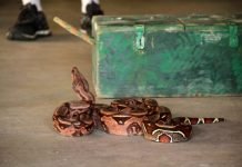 Lixo acumulado no período de chuva atrai animais peçonhentos às residências em Rondônia