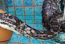 Cobra é resgatada infestada de carrapatos – fotos