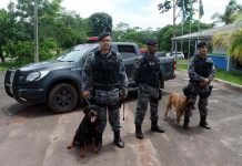 Com início do Campeonato Rondoniense, cães da PM intensificam treinamento
