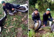 Sucuri de 6 metros e capturada após devorar animais em propriedade rural