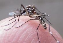 Encontro do Detran orienta sobre combate ao mosquito aedes aegypti