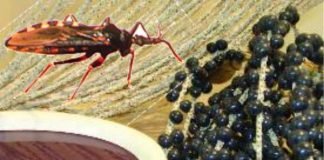 Vigilância Sanitária alerta para cuidados na compra de açaí em Porto Velho