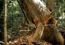 TRÁGICO: Trabalhador morre enquanto derrubava árvore em sítio