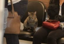 Gato foge de casa para acompanhar velório de dona