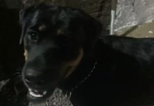 Rottweiler leva dois tiros ao defender dona de assaltantes em Porto Velho
