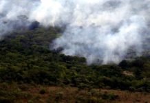 PF vai investigar grupo que teria planejado atear fogo a floresta