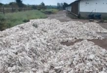 Granja perde mais de 18 mil aves por falta de energia elétrica