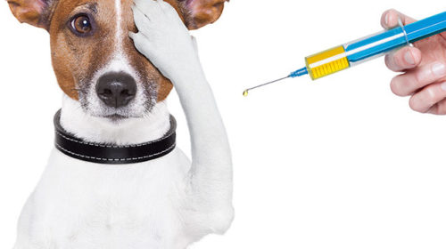 Campanha de vacinação antirrábica em cães e gatos será realizada em Porto Velho no sábado; veja os pontos
